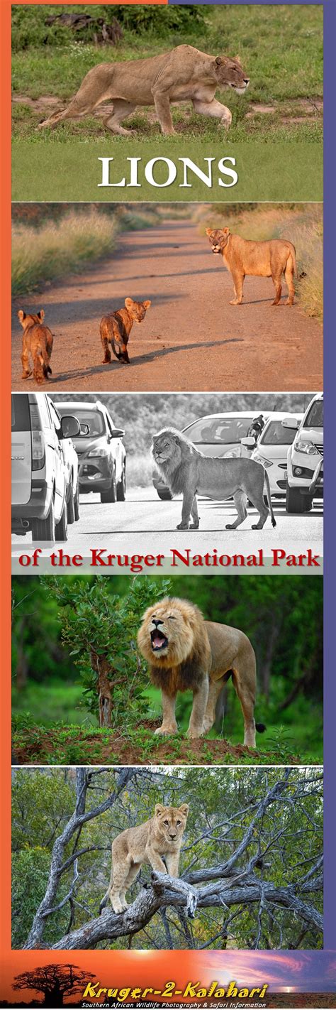 Lions of the Kruger National Park - the kings & queens of the big cats