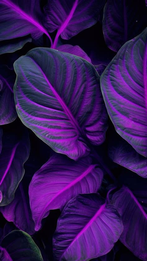 Purple big leaves backgrounds xanthosoma | Premium Photo - rawpixel