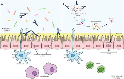 Colonization And Probiotic Function Of Bifidobacterium, 59% OFF