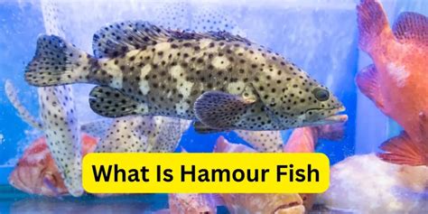 What Is Hamour Fish