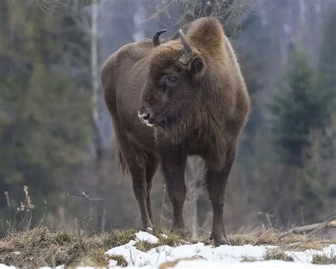 Wisent - Facts, Diet, Habitat & Pictures on Animalia.bio