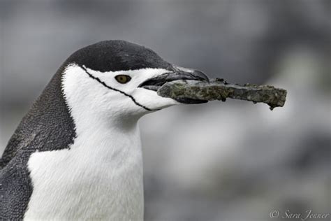 Chinstrap Penguin | Facts, pictures & more about Chinstrap Penguin