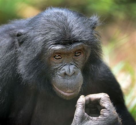 Bonobo | Bonobo, Primates, Great ape