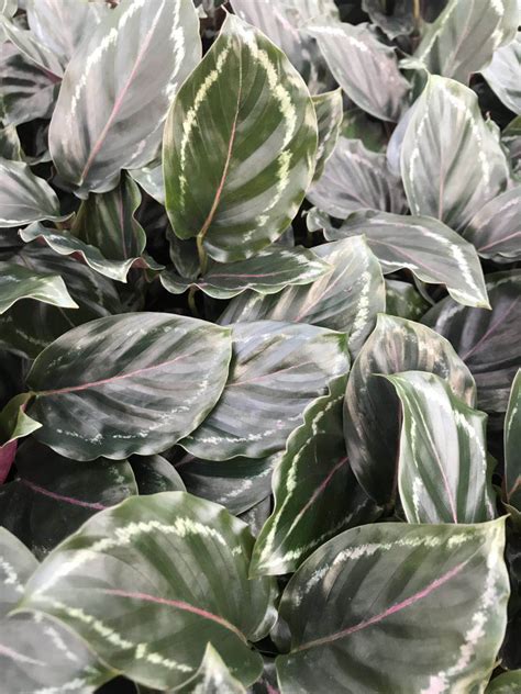 Calathea Medallion – Casa Flora