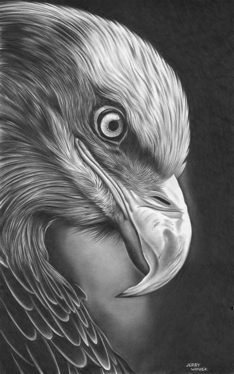 Eagle; eye; drawing; pencil sketch; pencil drawing; art; canvas art ...