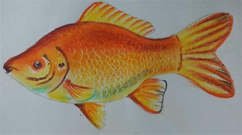 Realistic Fish Drawing Colour - Goimages Insight