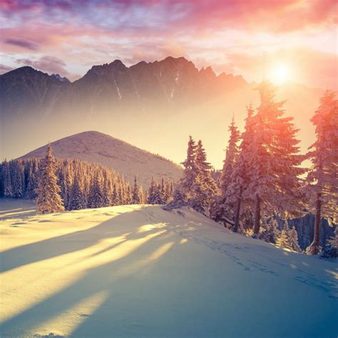 Winter Sunset Forest Shadows iPad Wallpapers Free Download