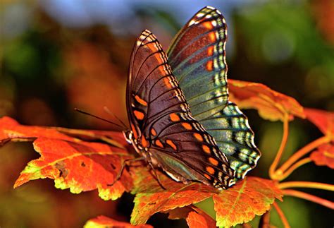 Colorful Butterfly On The Autumn Leaves 002 Photograph by George Bostian - Pixels