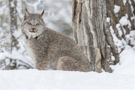 Bobcat in the Snow stock image. Image of mammal, animal - 92378119