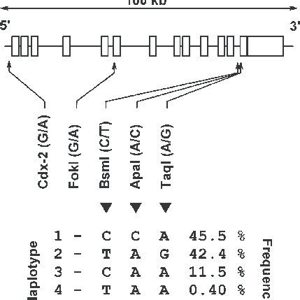 The VDR gene structure and haplotypes. The VDR gene spans a genomic... | Download Scientific Diagram