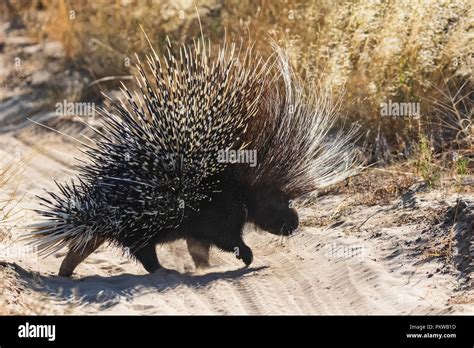 Botswana, Kalahari, Central Kalahari Game Reserve, Old World porcupine, Hystricidae Stock Photo ...