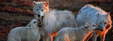 Art, Wildlife and Conservation Converge at the High Desert Museum - Travel Oregon