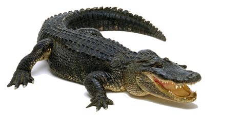 Clipart alligator american alligator, Clipart alligator american ...