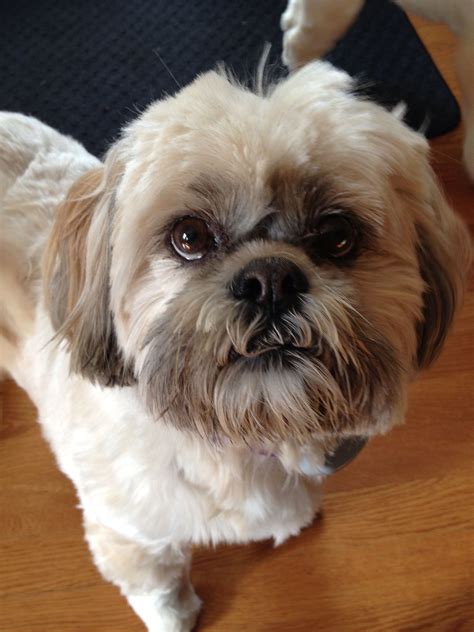 Shih Tzu Vs Lhasa Apso Which Breed Is Better - Photos All Recommendation