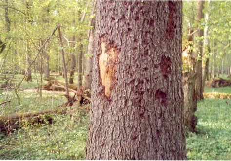 Bark Beetle Damage - Tree Removal & Tree Trimming - Albia, Centerville, Des Moines, Fairfield ...