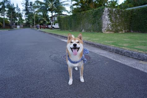 Why Is My Shiba Inu Not Eating