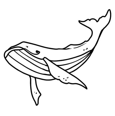 Humpback Whale Drawing Humpback Whale Coloring Page W - vrogue.co