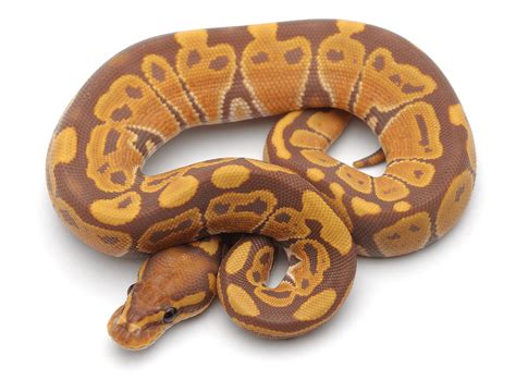 How Much Is A Banana Ball Python - The average price paid for a banana ...