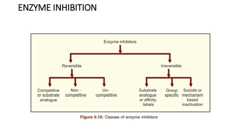 SOLUTION: Enzyme inhibition and its types - Studypool