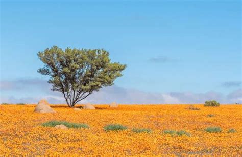 Visit Namaqua National Park For A Memorable Trip In Africa