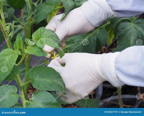 Tomato plant pollination. stock image. Image of greenhouse - 85227757