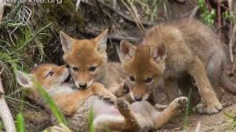 Coyote Howling Noise Yipping Sounds - YouTube