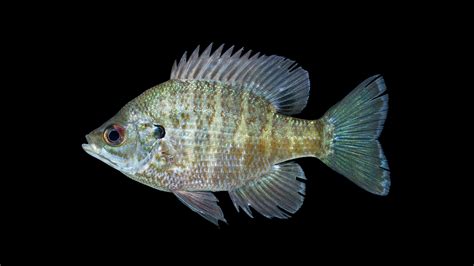 Lepomis macrochirus » NCFishes.com