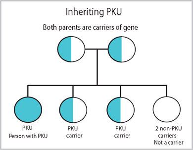 PKU Primer for Adolescents and Adults — New England Consortium of ...