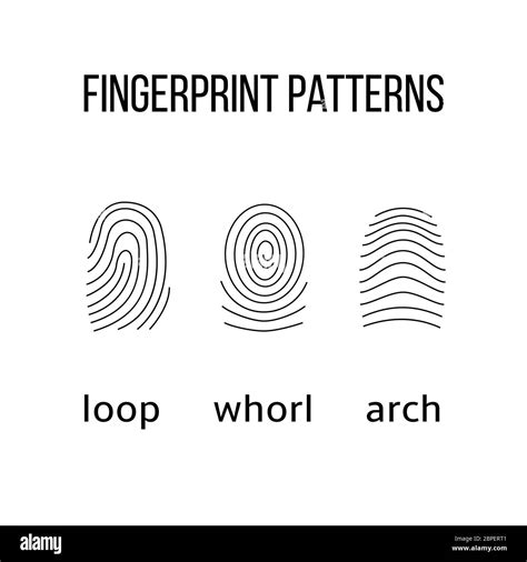 Three fingerprint types on white background. Loop, whorl, arch patterns. Vector illustration ...