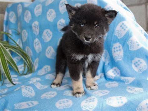 Adorable POMSKY puppies for Adoption (ages vary) for Sale in ...