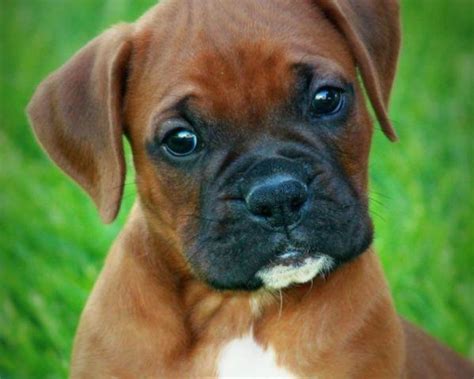 Beautiful Boxer Puppies for Sale in Omaha, Nebraska Classified | AmericanListed.com