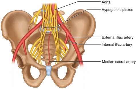 Hypogastric Plexus Block | South Lake Pain Relief