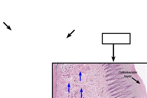 Oral mucosa 5 | Digital Histology