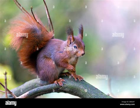 Eurasian red squirrel Stock Photo - Alamy