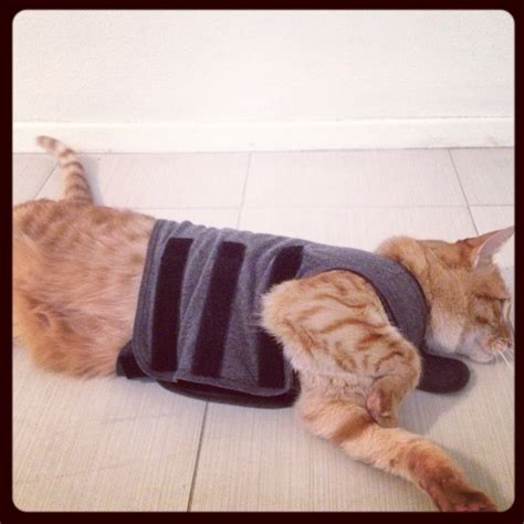 10 best Thundershirt for Cats images on Pinterest | For cats, Crazy cat lady and Crazy cats