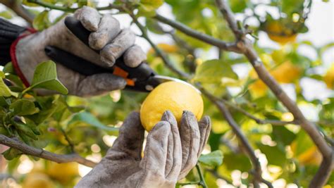 How to Prune a Lemon Tree—8 Tips for Making the Right Cuts