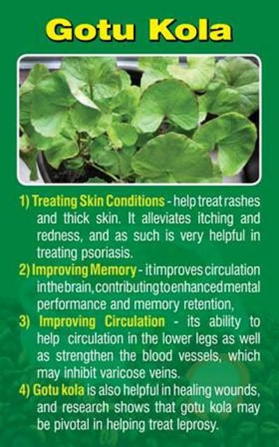 Gotu Kola Benefits – Dr. Daria M. Brezinski