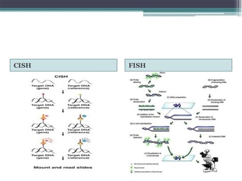 Nucleic acid hybridization