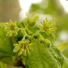 Family: Sapindaceae (soapberry family): Go Botany