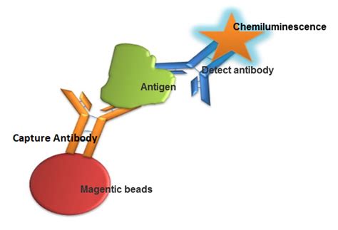 What Is Chemiluminescence Immunoassay Methodology at Judith Valentine blog