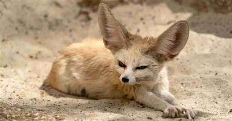 Fennec Fox Behavior - AnimalBehaviorCorner