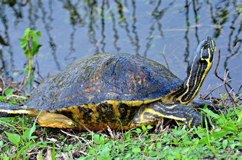 Images Gratuites : eau, la nature, herbe, de plein air, animal, faune, parc, tortue, reptile ...