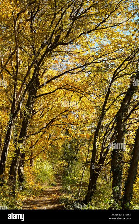 Autumn colors in the Black Forest Stock Photo - Alamy