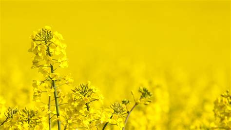 Mustard Field Wallpapers - Wallpaper Cave