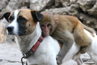 Funny Animals: Monkey and Dogs