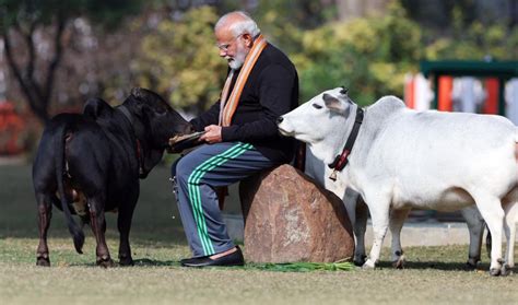 punganur cow price, punganur cow milk per day, punganur cow height in feet | 'बकरी' जैसी दिखने ...