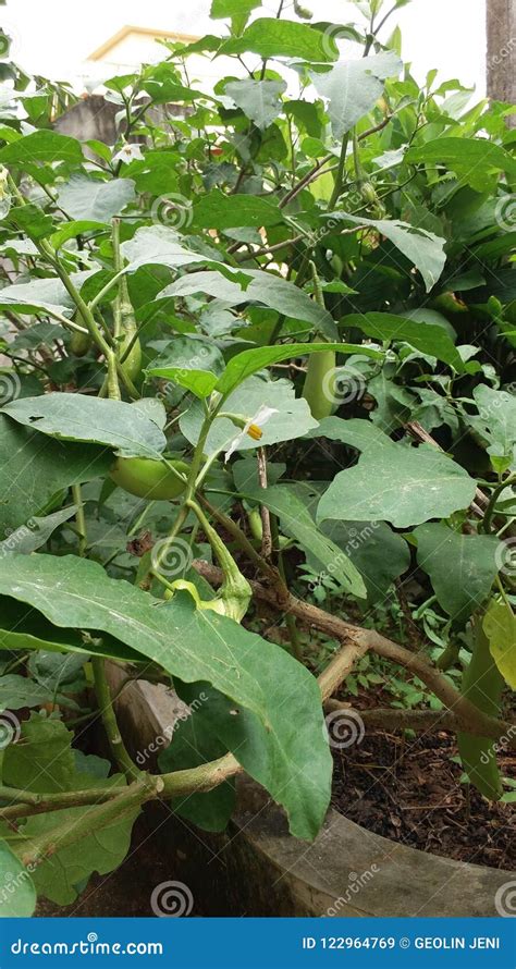 Brinjal plant in home stock image. Image of brinjals - 122964769