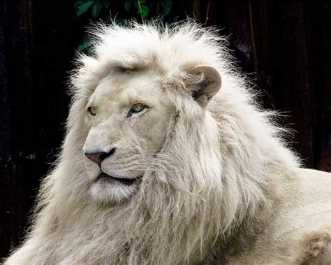 ligre blanco - Buscar con Google | Albino animals, White lion images, White lion