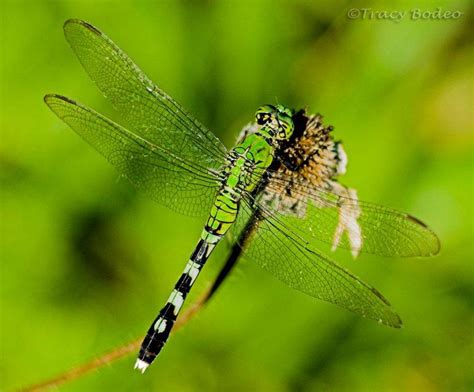 green dragonfly from Neighbor to Neighbor Newspaper in Middleburg, FL 32068