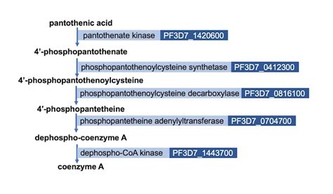 Coenzyme A Synthesis